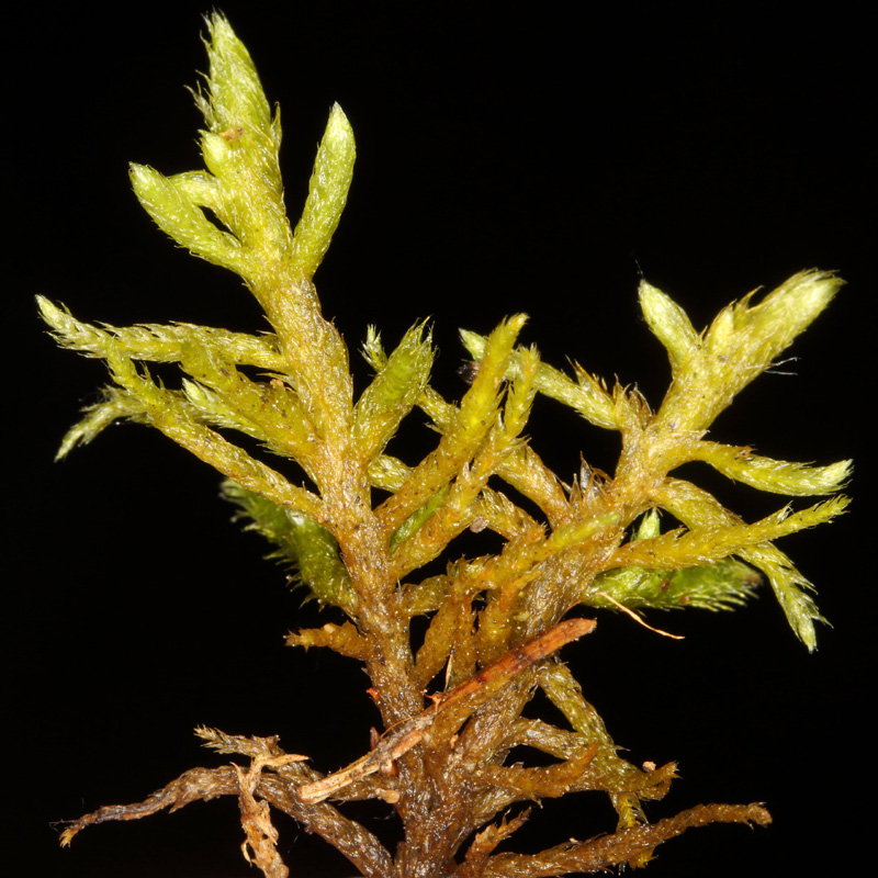 Rhytidium rugosum